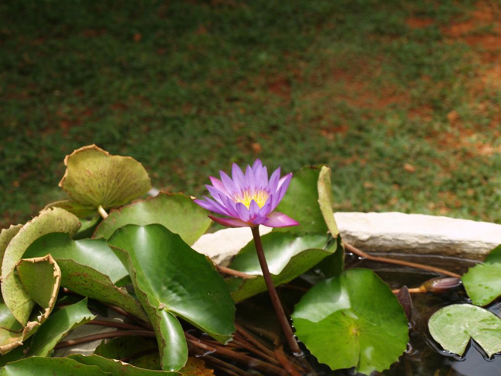 Welimaluwa Resort Sigiriya Kibissa Luaran gambar